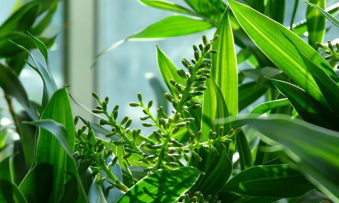 水培百合竹的象征意义（揭示水培百合竹背后的寓意与文化内涵）