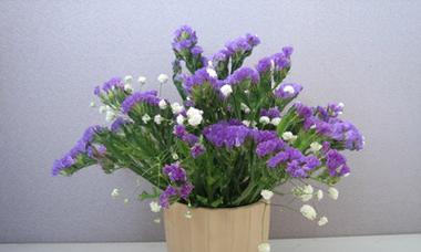 勿忘我花的象征意义和启示（探索勿忘我花背后的深意）