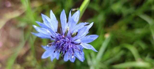 蓝色矢车菊的花语-传递真挚与忠诚的信号（揭秘蓝色矢车菊的深意）