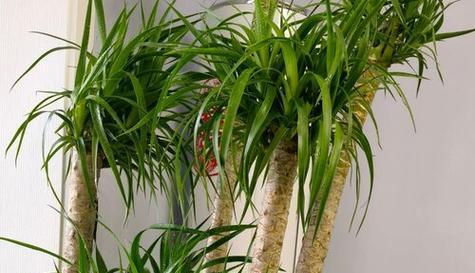 龙血树耐寒多少度？如何在冬季保护龙血树？