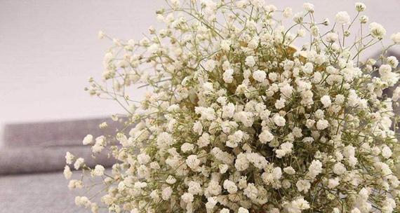 满天星花语的含义与寓意（探寻满天星花所传递的情感和祝福）