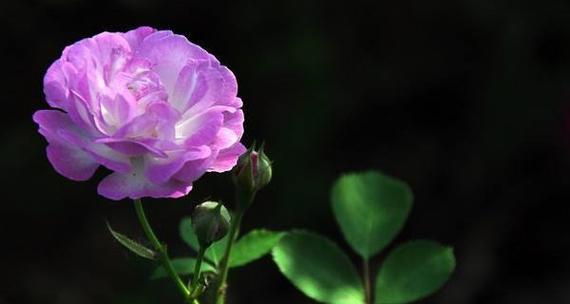 蔷薇花花语与寓意（探索蔷薇花在不同文化中的象征意义及其传承）