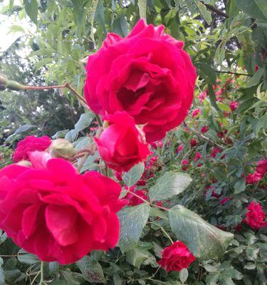 蔷薇花花语与寓意（探索蔷薇花在不同文化中的象征意义及其传承）