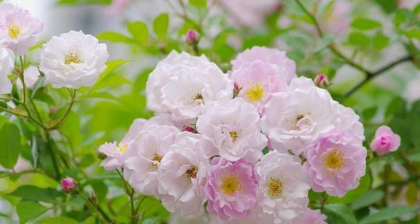 蔷薇花花语与寓意（探索蔷薇花在不同文化中的象征意义及其传承）