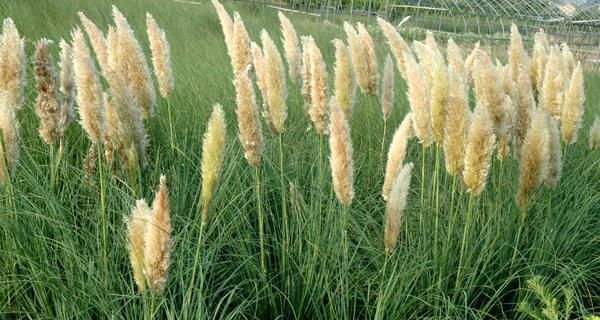 蒲苇草的花语与寓意（探寻蒲苇草的象征意义）