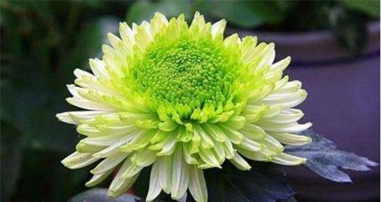 冬天如何正确养护菊花？需要注意哪些要点？