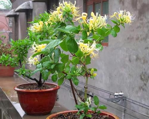 家里可以种金银花树吗？金银花树种植条件和注意事项是什么？