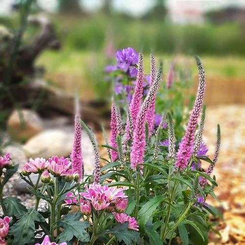 以婆婆纳的花语是什么（探秘花卉之语）