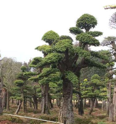 榆树怕太阳晒吗？如何正确进行夏季养护？