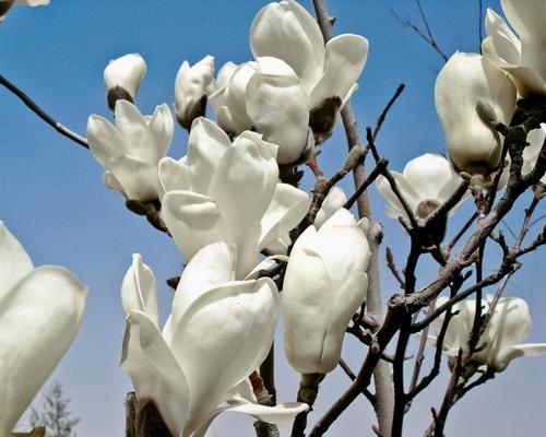 木兰花花语的深刻寓意（探索木兰花背后的内涵和象征）