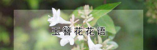 玉簪花语与传说故事（华贵典雅的玉簪）