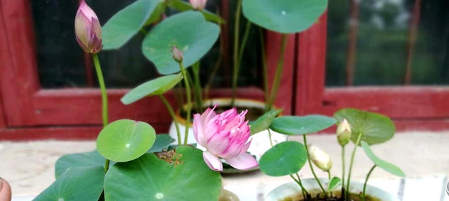 碗莲在北方几月份种植最合适？如何确保成活率？