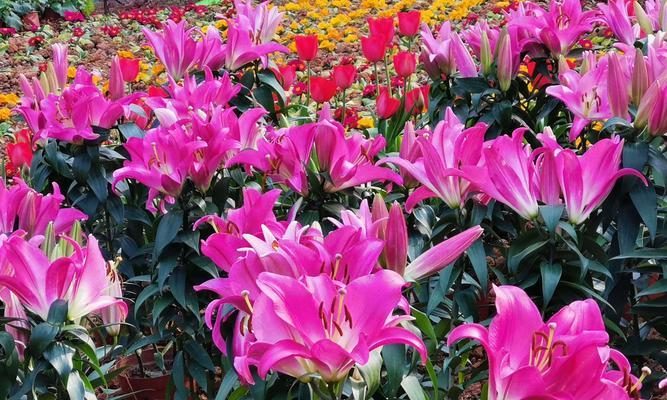 三头百合花语的美丽寓意（探索三头百合的神秘语言和象征意义）