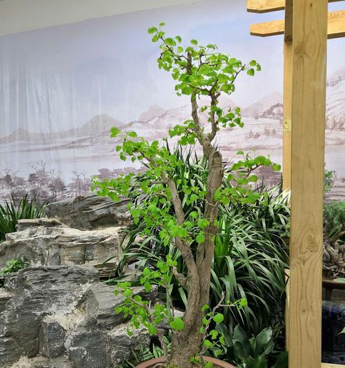 银杏老桩造型养成方法？如何快速实现银杏老桩效果？