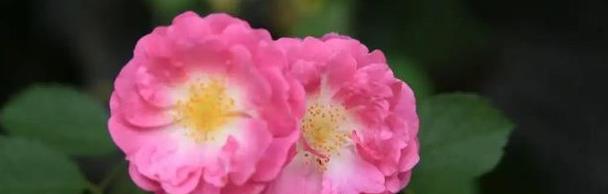 半冠树的意义与特点（探索半冠树的生态功能及保护价值）