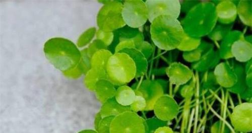 铜钱草的寓意与花语（铜钱草带来财富和好运）