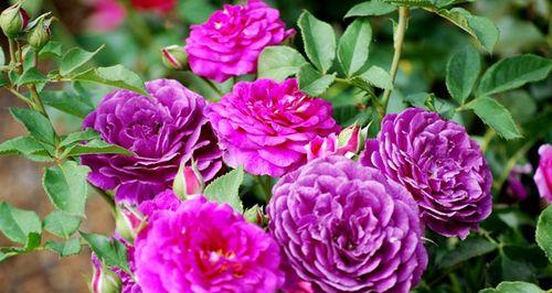 以丰花月季——追寻花开的美丽之旅（发现与欣赏月季盛放的绝妙之处）