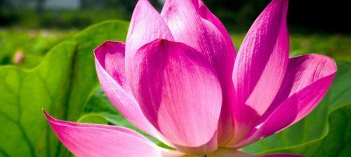 莲花的花语及其寓意（探索莲花的花语）