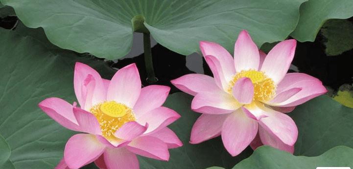 荷花的象征意义——宁静与美丽（揭开荷花的魅力）