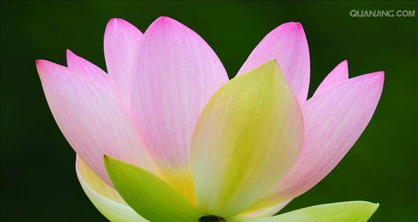 荷花（探寻荷花的象征意义与美学价值）