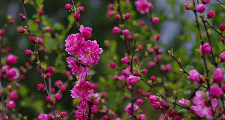 以榆叶梅的花语为窥探人生之旅（榆叶梅的花语——品味人生的苦乐与变迁）