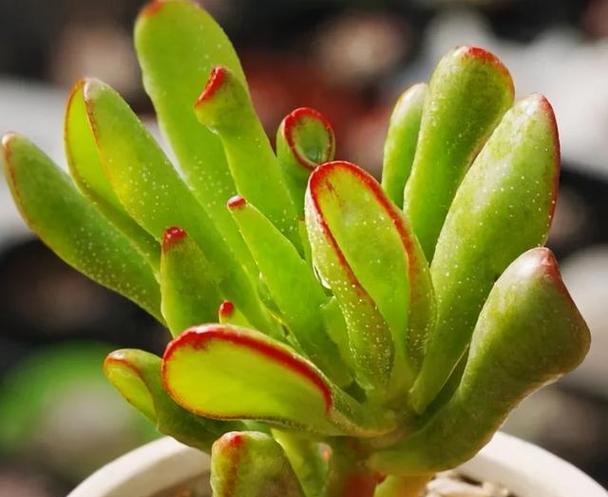 女性的象征植物（探索女性与植物间的神秘联系）