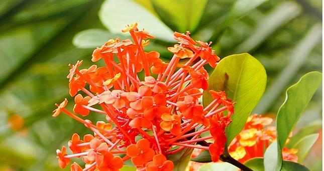 龙船花（探究龙船花的花语和象征意义）