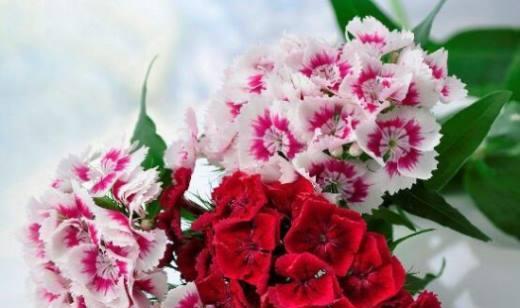 康乃馨的象征意义（康乃馨的象征意义与历史渊源）