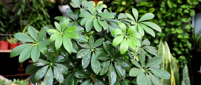 以鸭掌木的寓意与象征（揭示生命的坚韧与复苏之美）