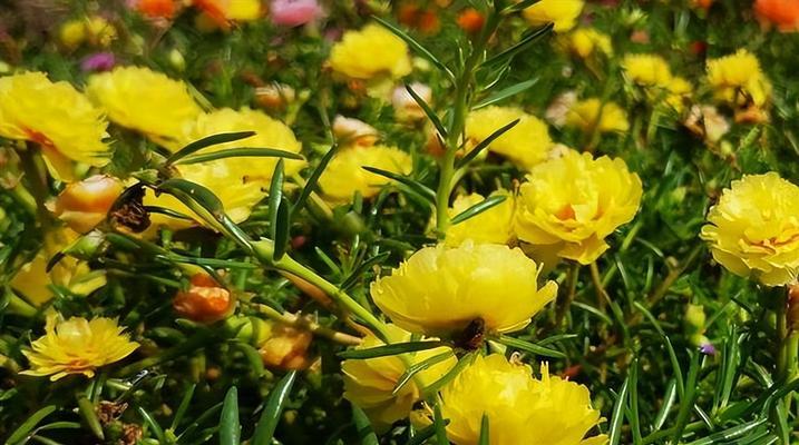 太阳花播种的最佳时间是什么时候？如何确保高成活率？