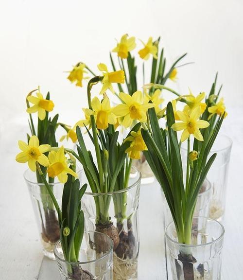水仙花冬天怕冷吗？冬天放在室外能耐寒吗？