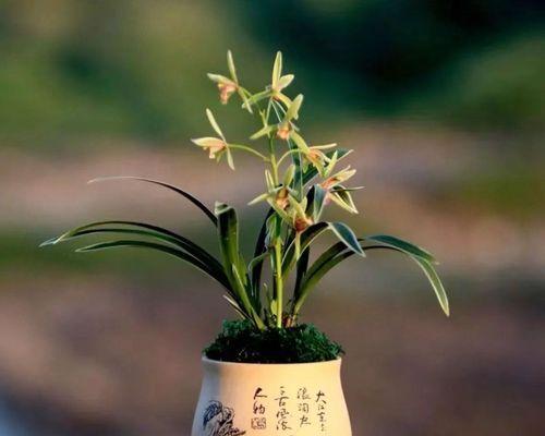 培育兰花的要点与技巧（从品种选择到养护方法）