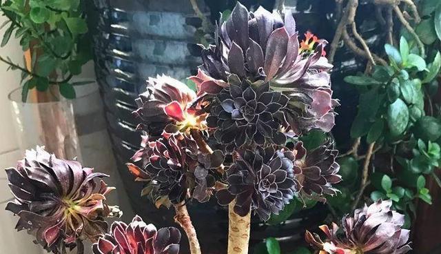 黑法师喜阴还是喜阳？如何正确养护黑法师多肉植物？