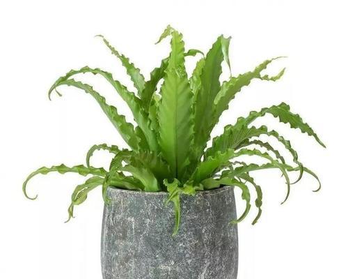 鸟巢蕨的传说（探寻鸟巢蕨背后的秘密）