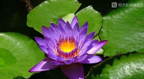 睡莲的花语和寓意（不同颜色睡莲的美丽传递的意义）