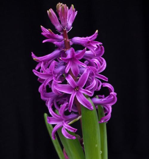 紫色风信子花语（探索紫色风信子的花语）