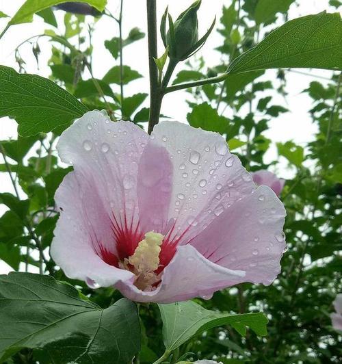 木槿花的花语与意义（解读木槿花的象征与表达）