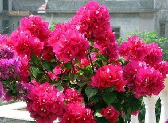 三叶梅一年开几次花？如何确保其频繁开花？