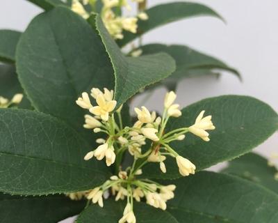 月桂树一年开几次花？花期持续多久？