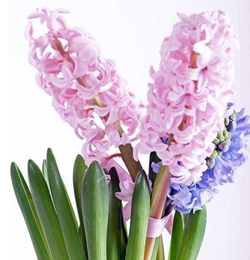粉红风信子花语