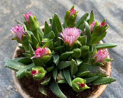 以菊花代表睿智的花卉之美（探索菊花的智慧之道）