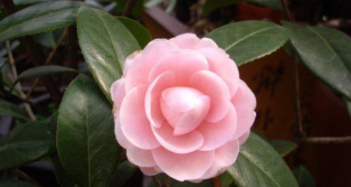 山茶花的寓意与象征（探寻山茶花的文化内涵与象征意义）