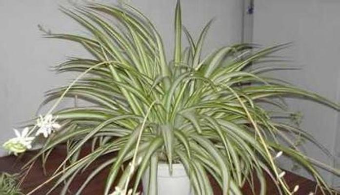 金边吊兰的寓意与风水（探索金边吊兰背后的象征意义与风水禁忌）