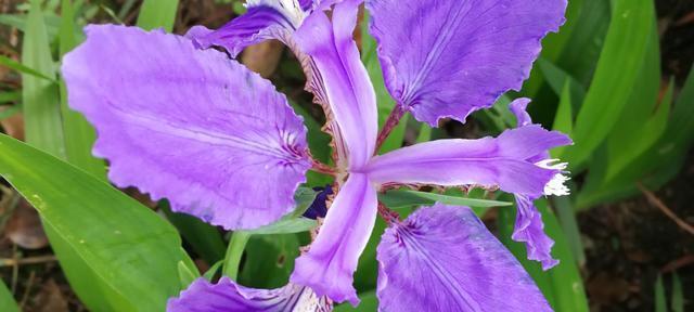 紫色鸢尾花的花语与寓意（揭秘紫色鸢尾花的花语）