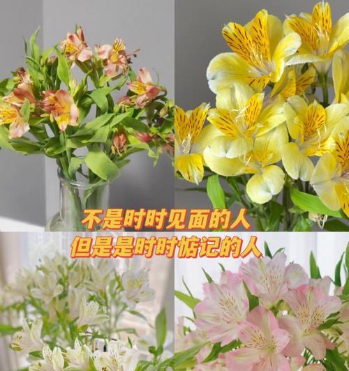 以花语是友情的花为主题的文章（用花语探讨友情的真谛）