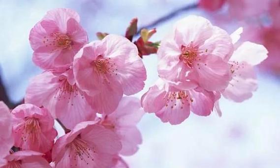 花语归来（蔷薇花语中的归来与希望）
