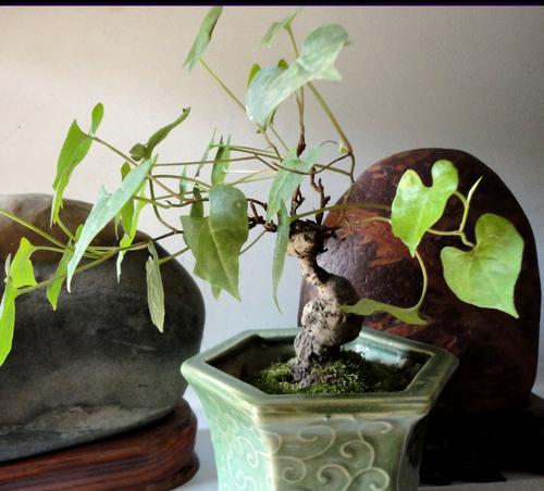 以何首乌的风水寓意和摆放位置（发现以何首乌的风水秘密）