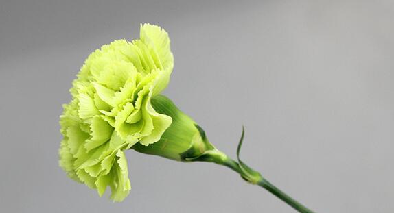 康乃馨花语——爱的芬芳永恒（探寻康乃馨花语的深层寓意）