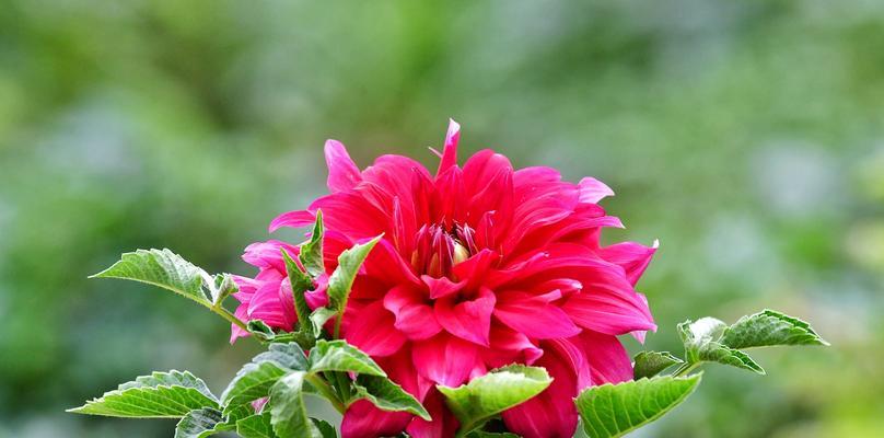 大丽花的花语和寓意（揭示大丽花的十大花语）