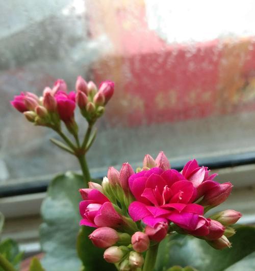 长寿花开花的意义与寓意（一朵绽放的长寿花）